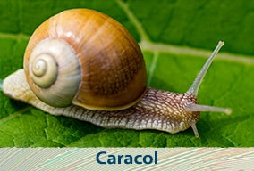 El reino animal en primaria