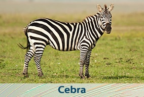 El reino animal para niños de primaria