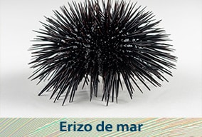 El reino animal para niños en primaria