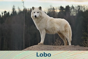 El reino animal para niños