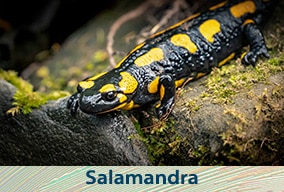 El reino animal para primaria para niños