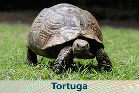 El reino animal para primaria