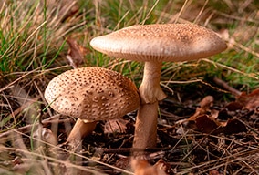 El Reino fungi de primaria