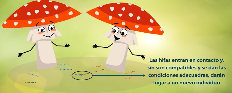 El Reino fungi para niños de primaria