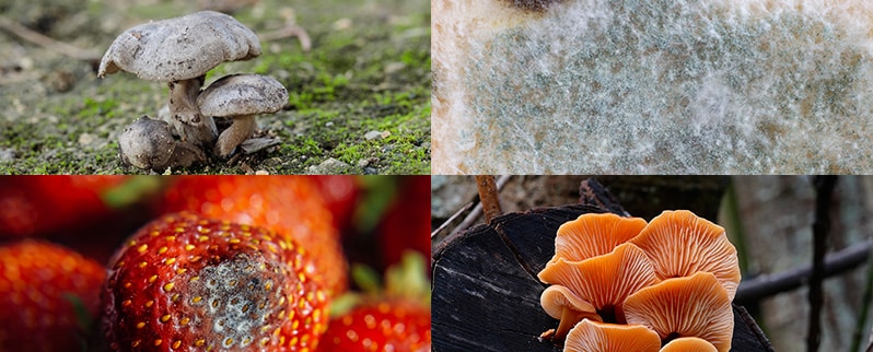 El Reino fungi para niños