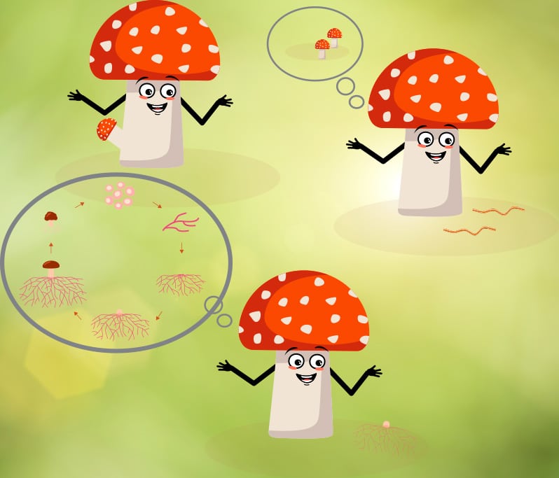 El Reino fungi para primaria