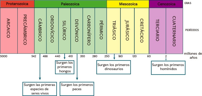 El Reino Fungi