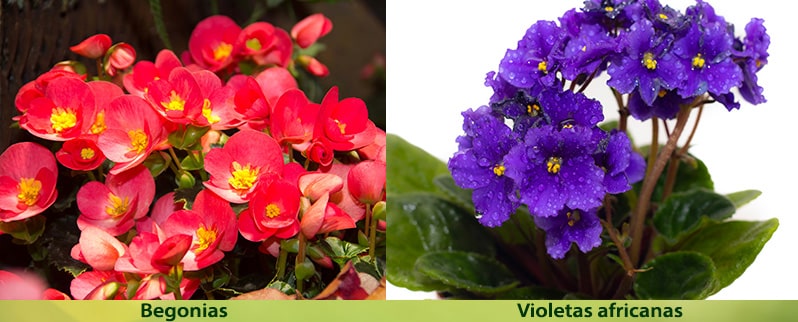 El Reino vegetal de primaria para niños