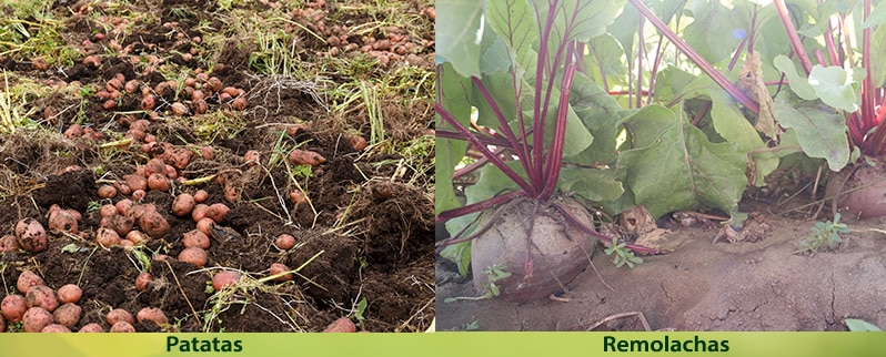 El Reino vegetal de primaria