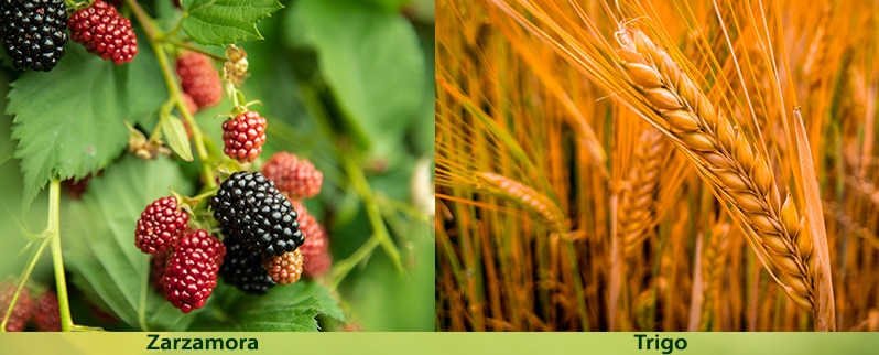 El Reino vegetal en primaria para niños