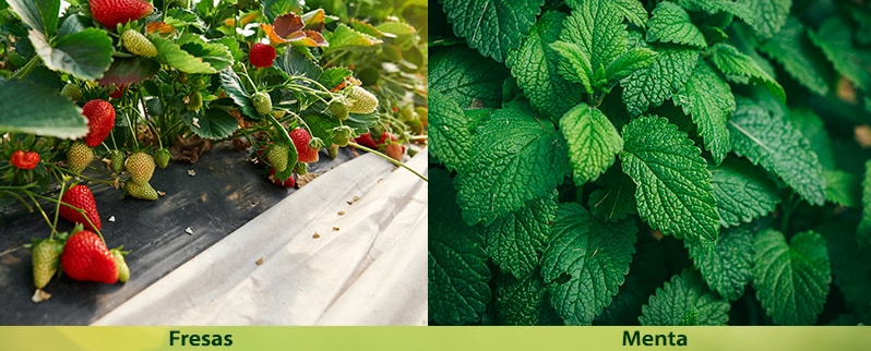 El Reino vegetal en primaria