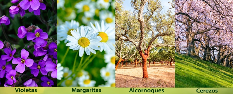 El Reino vegetal para niños de primaria