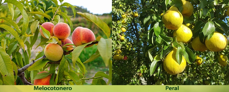 El Reino vegetal para niños en primaria