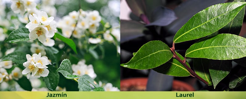 El Reino vegetal para niños primaria