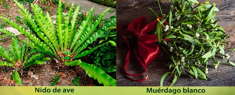 El Reino vegetal para niños