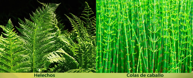 El reino vegetal para primaria para niños