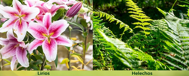 El Reino vegetal para primaria