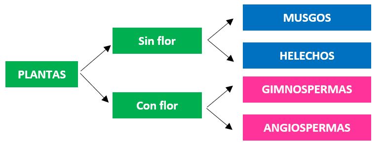 Esquema clasificación de los seres vivos