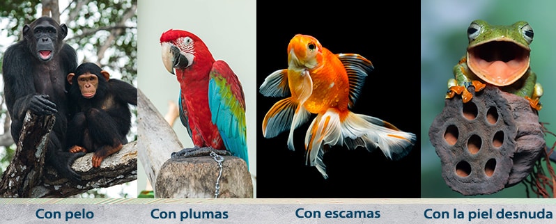 La clasificación de los seres vivos para niños en primaria