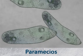 Los seres vivos clasificación para niños de primaria