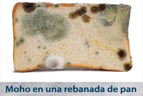 Los seres vivos clasificación para niños