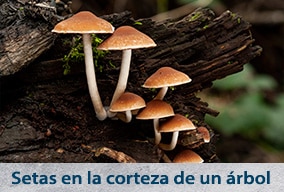 Los seres vivos clasificación