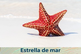 Reino animal en primaria para niños