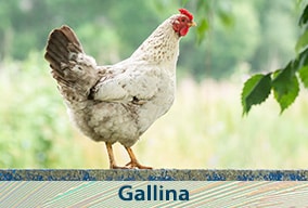 Reino animal para niños