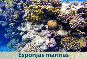 Reino animal para primaria para niños