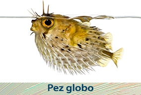 Reino Animal