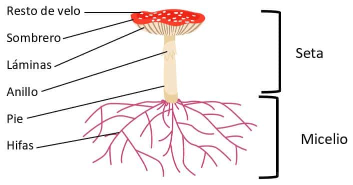 Reino fungi de primaria