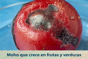 Reino fungi para niños de primaria