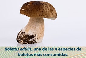 Reino fungi para niños en primaria