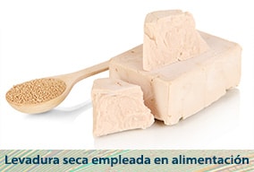 Reino fungi para niños