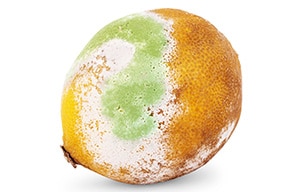 Reino Fungi
