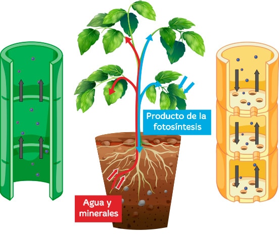 Reino vegetal de primaria para niños