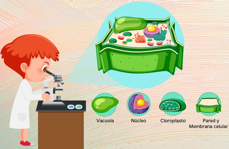 Reino vegetal de primaria