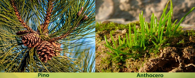 Reino vegetal en primaria