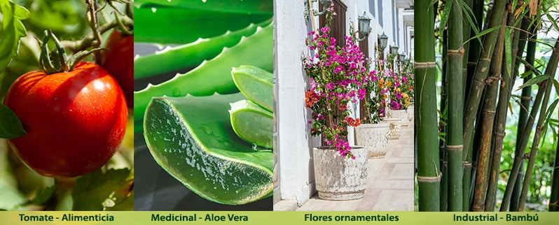 Reino vegetal para niños en primaria