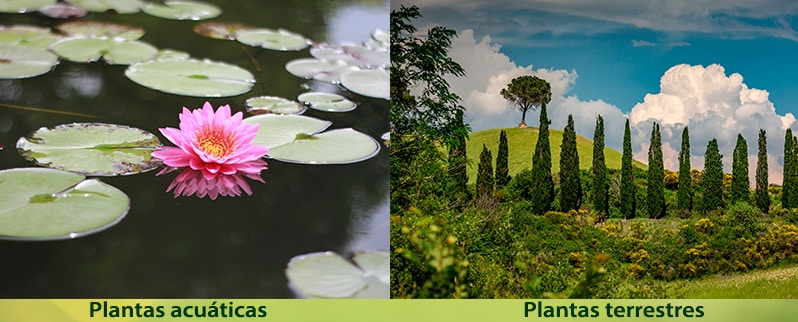 Reino vegetal para niños para primaria