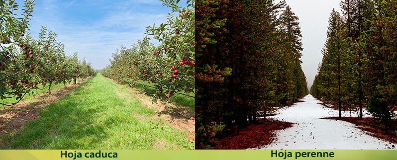 Reino vegetal para niños