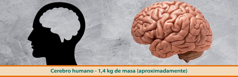 Las medidas de masa para niños en primaria
