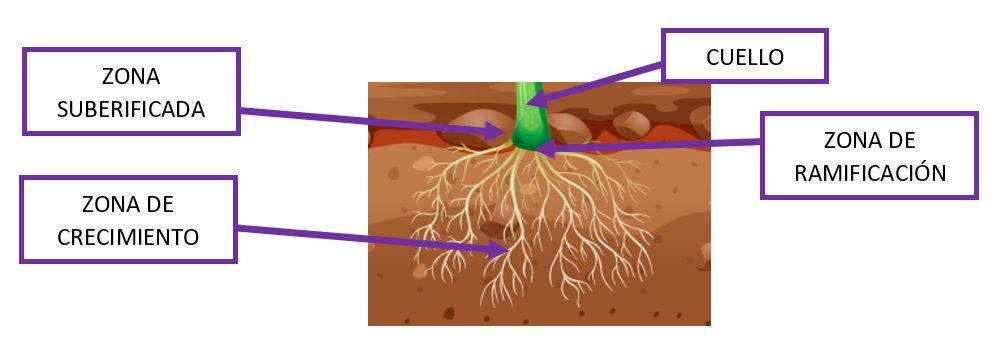 Reino Vegetal Raíces