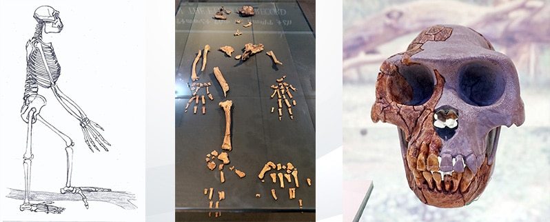 Paleolítico Ardipithecus