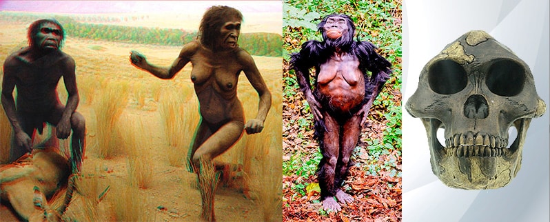 Paleolítico Australopithecus