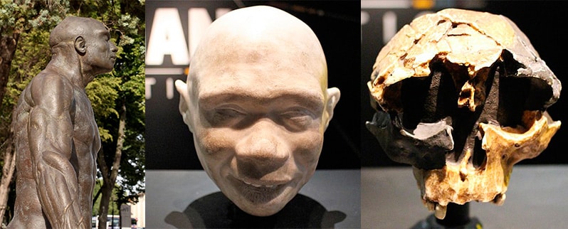 Paleolítico Homo Antecessor