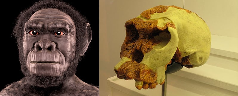 Paleolítico Homo Habilis