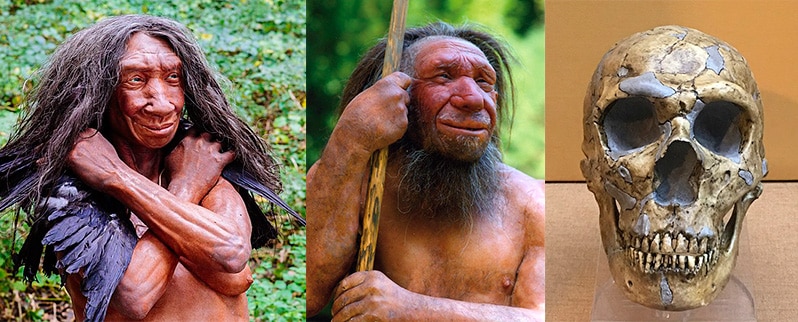 Paleolítico Homo Neanderthalensis