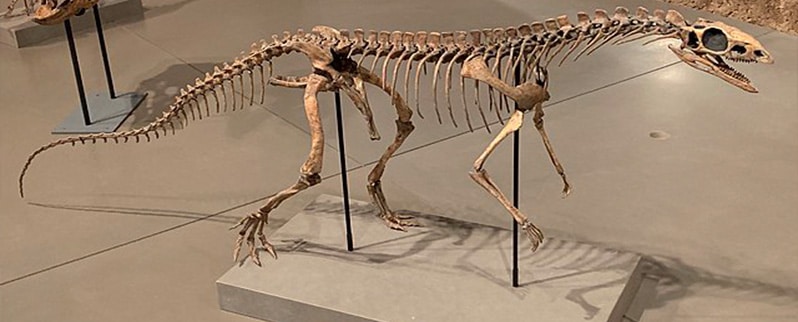 Dinosaurio Asilisaurus
