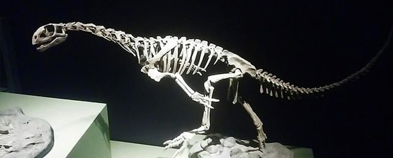 Dinosaurio Ornitorrinco Chilesaurus